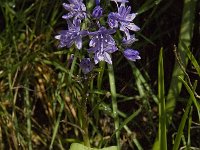 Scilla monophyllos 4, Saxifraga-Willem van Kruijsbergen